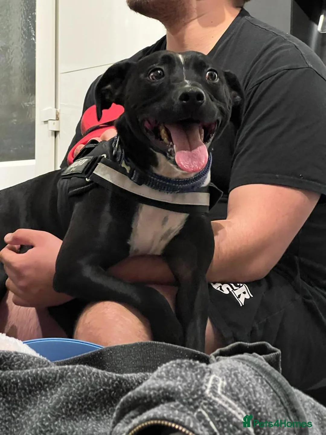 Mixed Breed dogs for sale: Dexter - Advert 2