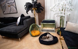 Bengal cats for sale: BABETTE-LAST available girl from the litter-TICA  - Image 15