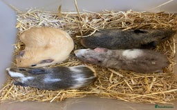 Guinea Pig rodents for sale: Baby Male Guinea Pigs - Image 4