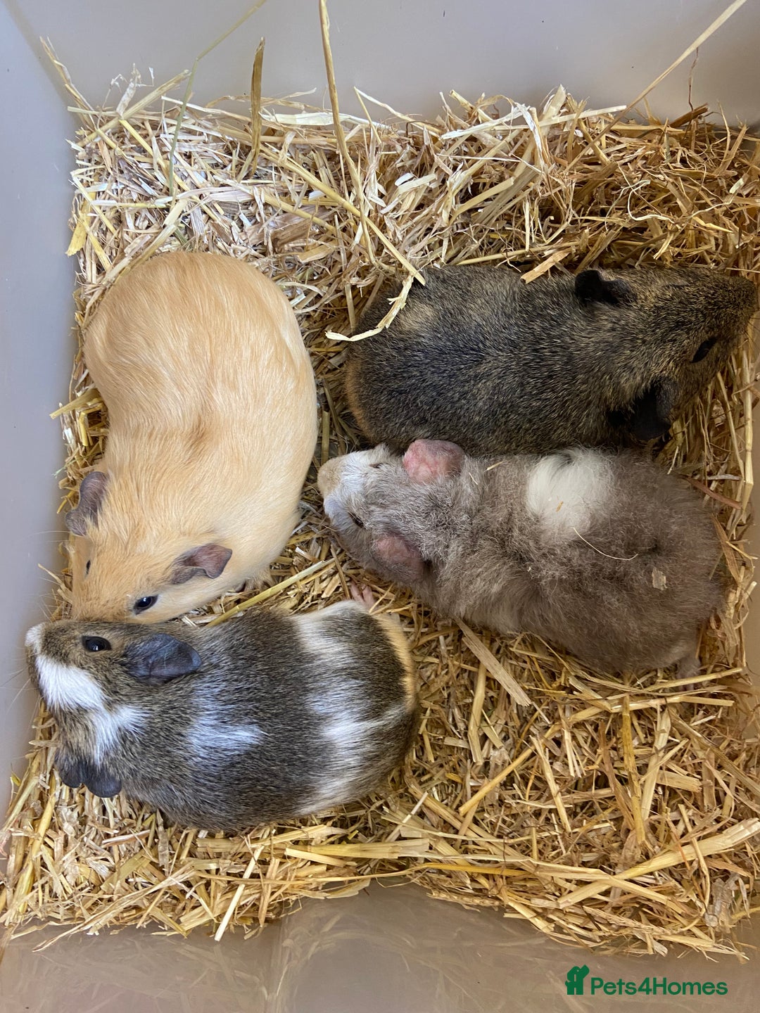 Guinea Pig rodents for sale: Baby Male Guinea Pigs - Image 4