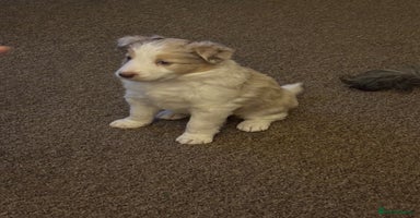 Border Collie dogs Only one girl left. - Advert 1