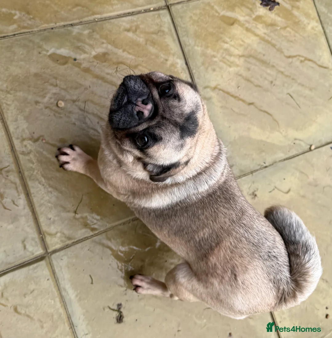 Pug dogs for sale: Silver pedigree girl pug  - Advert 1