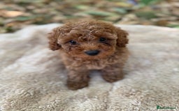 Poochon dogs for sale: Mini poochon  - Image 14