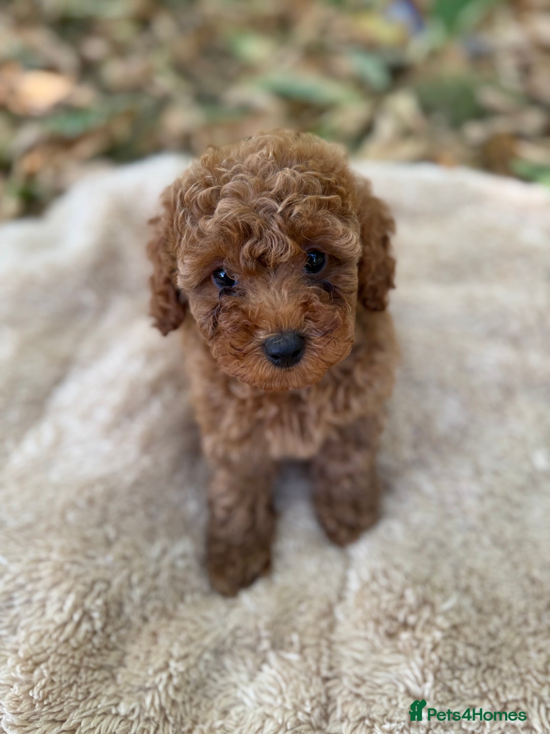 Poochon dogs for sale: Mini poochon  - Image 14