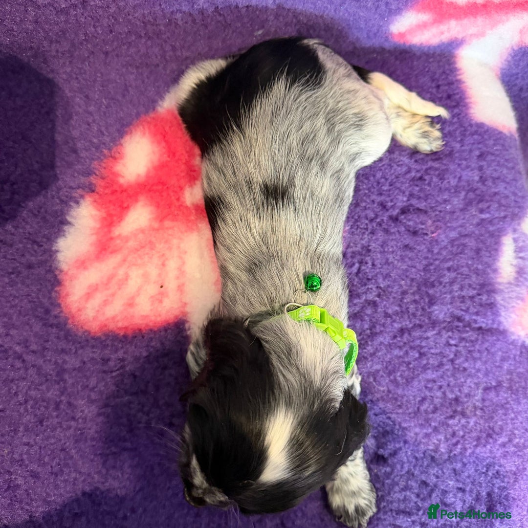 Cocker Spaniel dogs for sale: Stunning cocker spaniel pups  - Advert 17