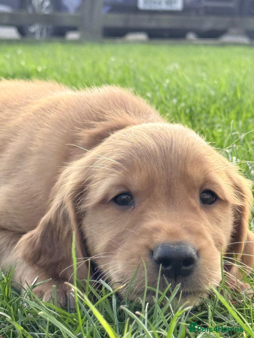 Golden Retriever dogs for sale: male golden retrievers  - Image 4