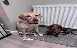 Labrador Retriever dogs for sale: 8 Year old f Labrador and 2 year old m Dachshund - Image 2