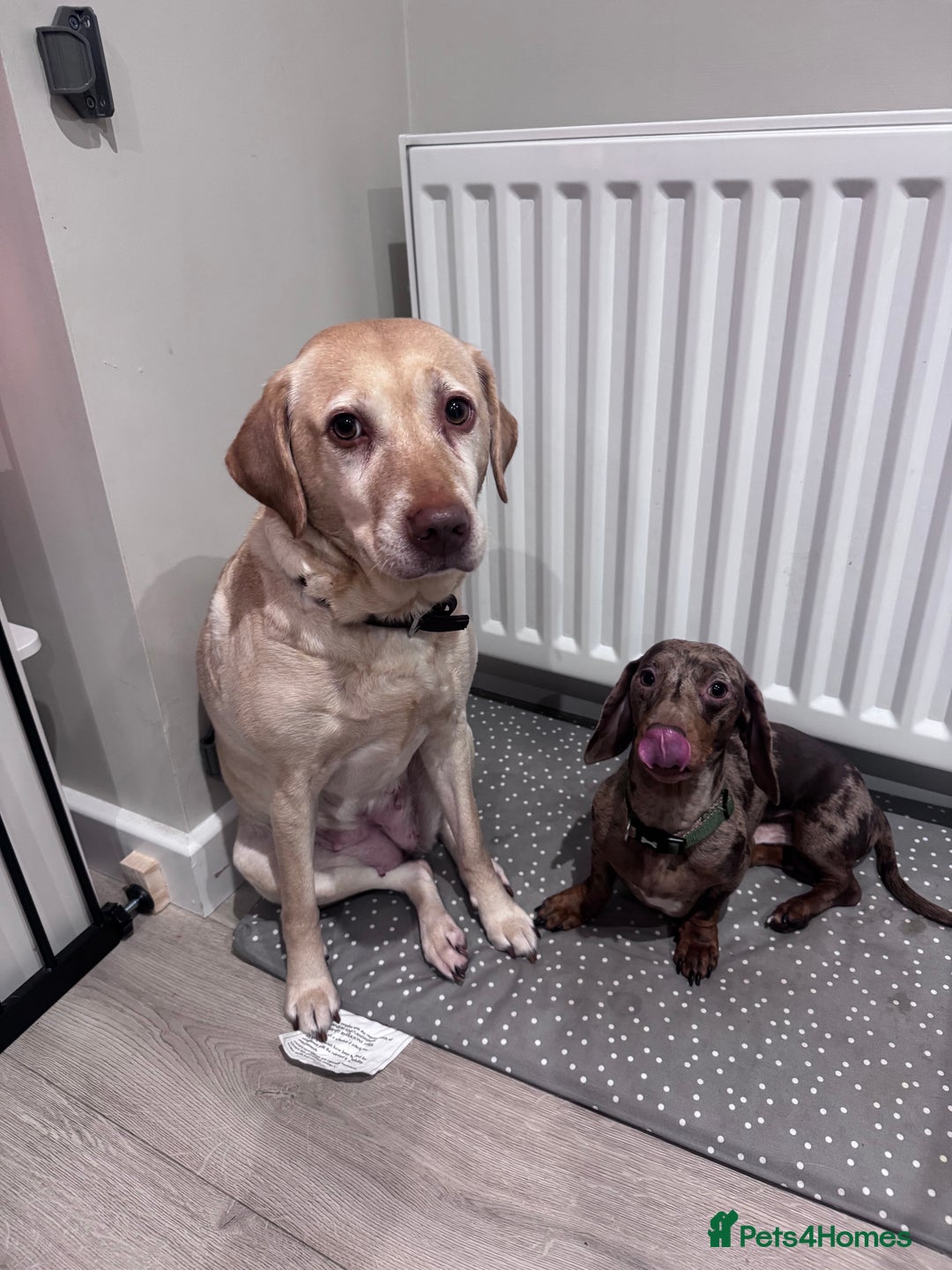 Labrador Retriever dogs for sale: 8 Year old f Labrador and 2 year old m Dachshund - Image 2