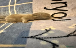 Mini Lion Lop rabbits for sale: Gorgeous lion lop babies  - Image 4