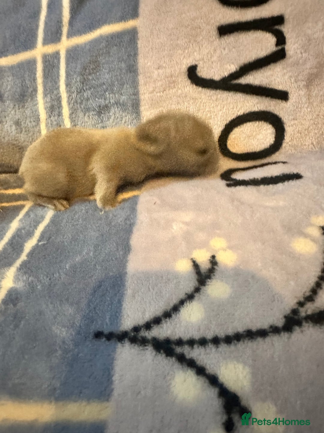 Mini Lion Lop rabbits for sale: Gorgeous lion lop babies  - Image 4