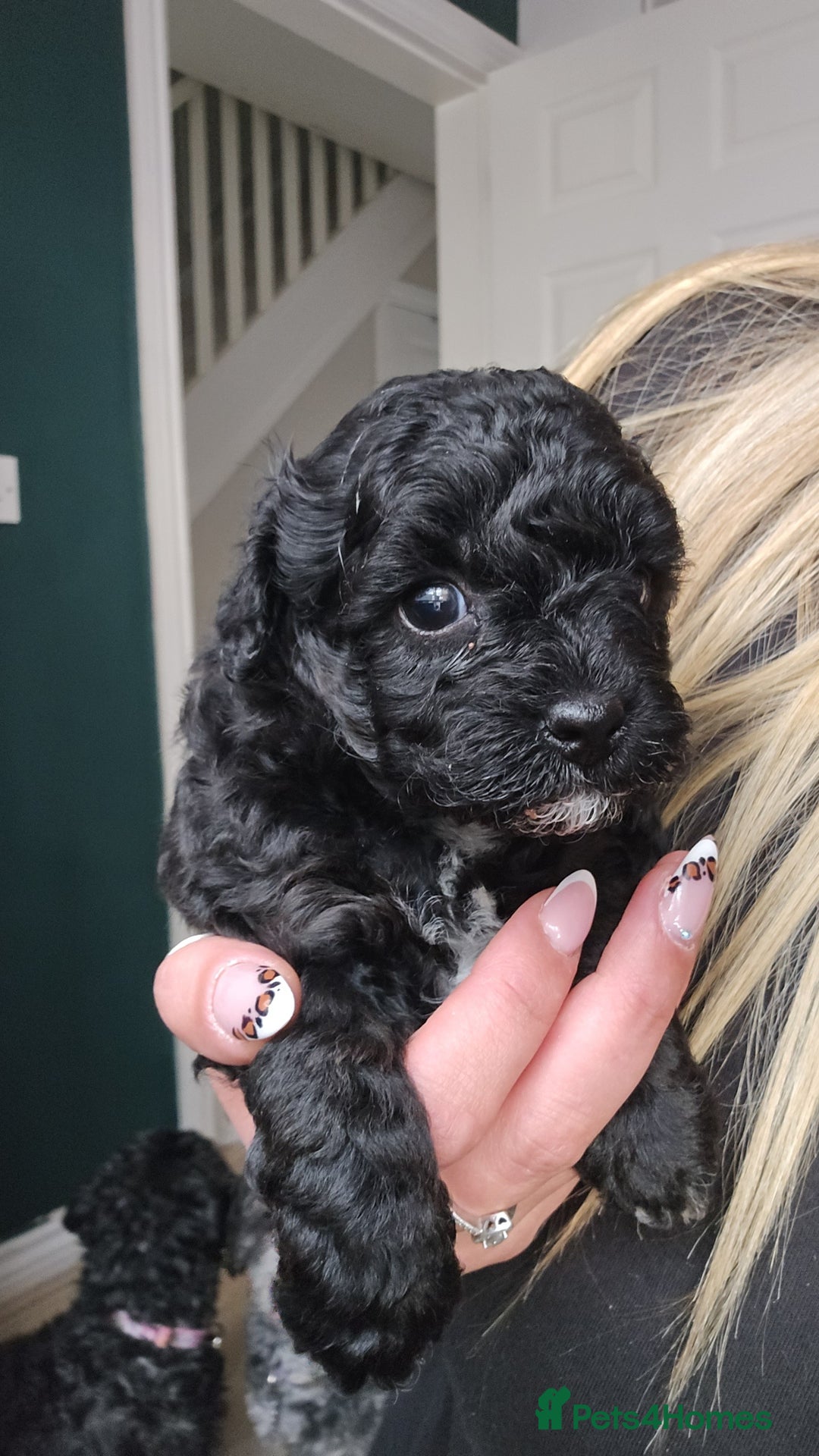 Shihpoo dogs for sale: Toy poodle x  - Image 2