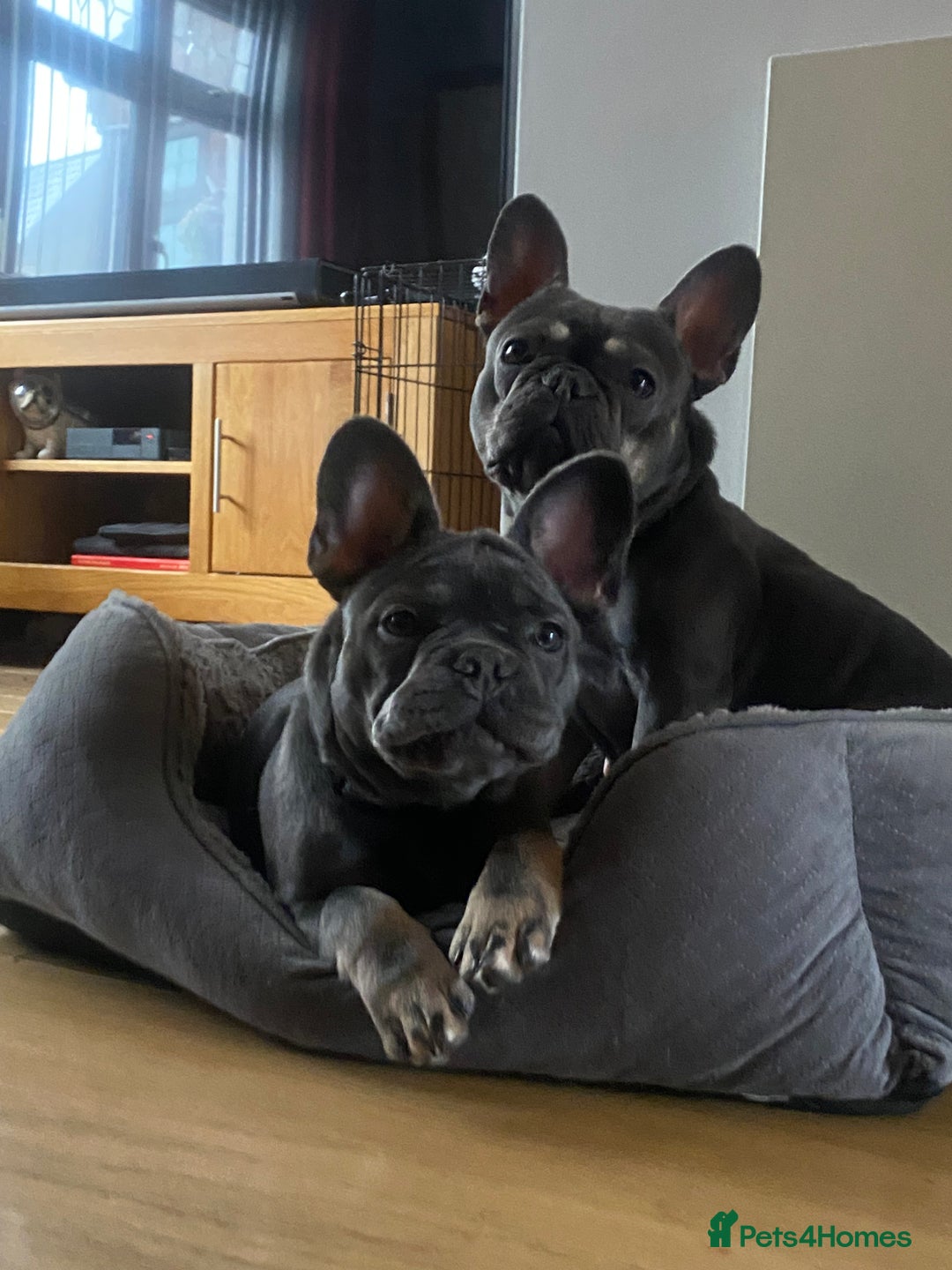 French Bulldog dogs for sale: Kc reg blue n tan female for sale  - Advert 4