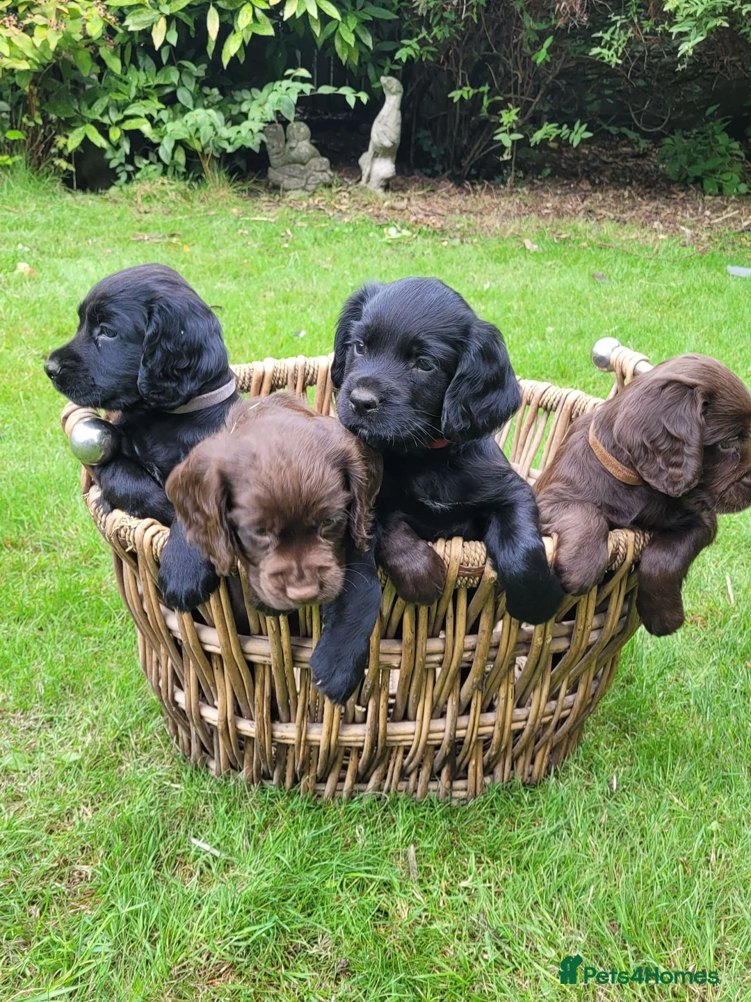 Cocker Spaniel dogs for sale: KC registered working cockers in Harrogate - Advert 1