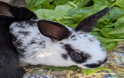 Rex rabbits for sale: Stunning baby rabbits - Image 10