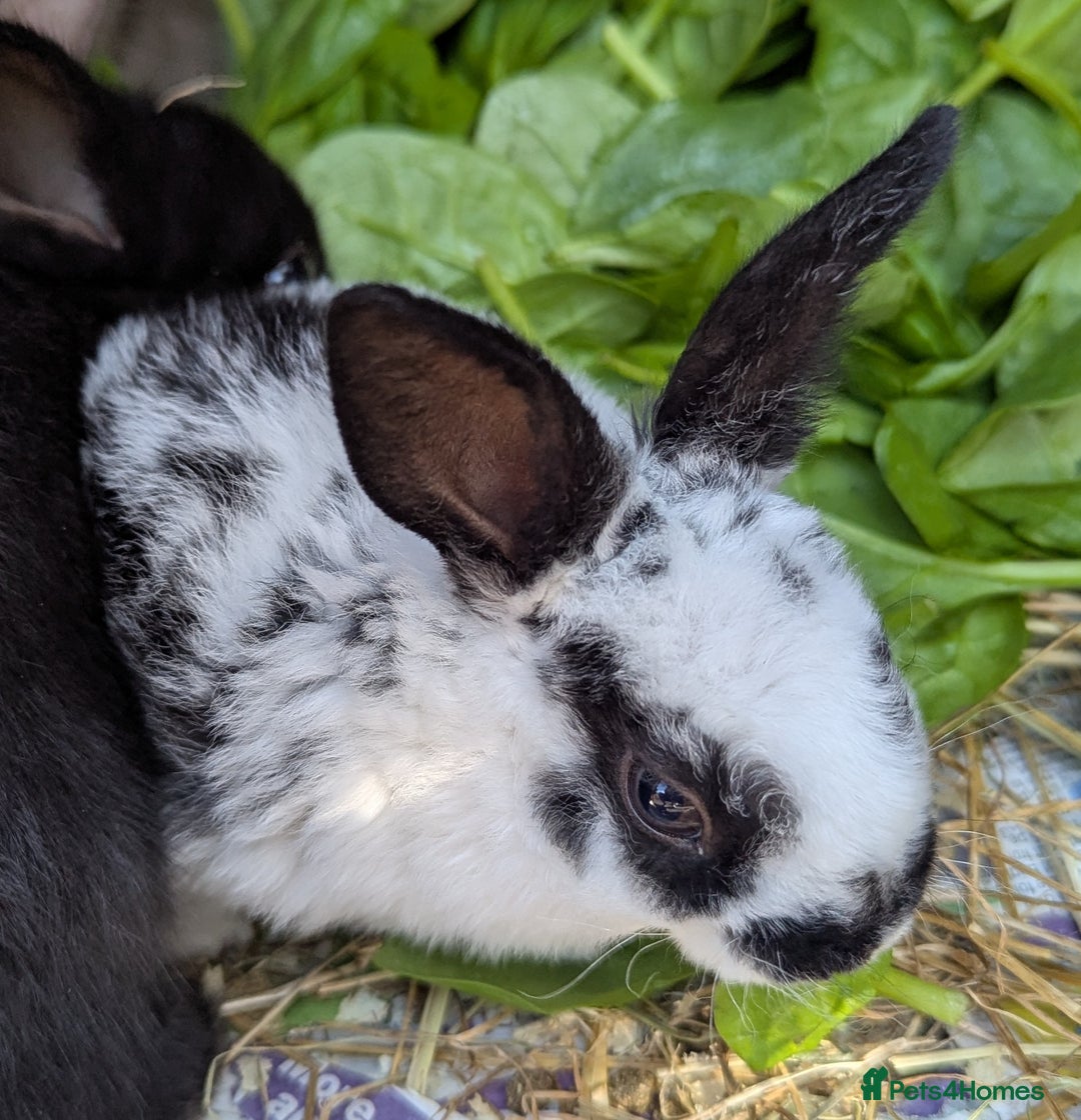 Rex rabbits for sale: Stunning baby rabbits - Image 10