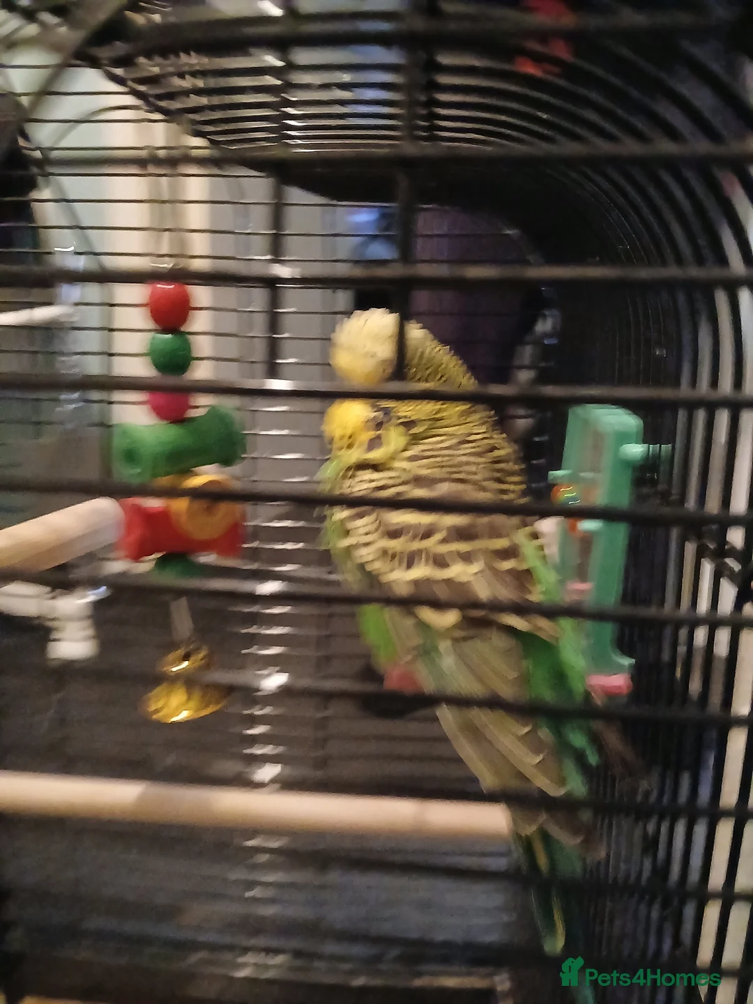 Budgerigars birds for sale: BUDGIES FOR SALE - Advert 9