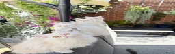 Persian cats for sale: Beautiful Persian Kittens Available forLovingHomes - Advert 14