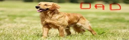 Golden Retriever dogs for sale: Golden Retriever Puppies Health Tested  - Advert 7