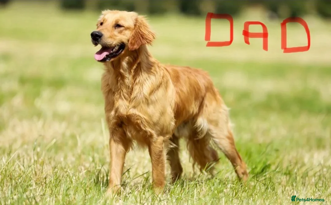 Golden Retriever dogs for sale: Golden Retriever Puppies Health Tested  - Advert 7