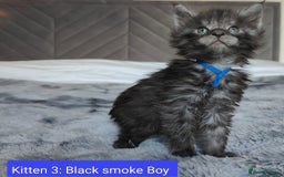 Maine Coon cats for sale: European Maine coon Kittens - Image 6