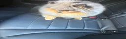 Pomeranian dogs for stud: Khabib the Pom full Russian lines  - Advert 1