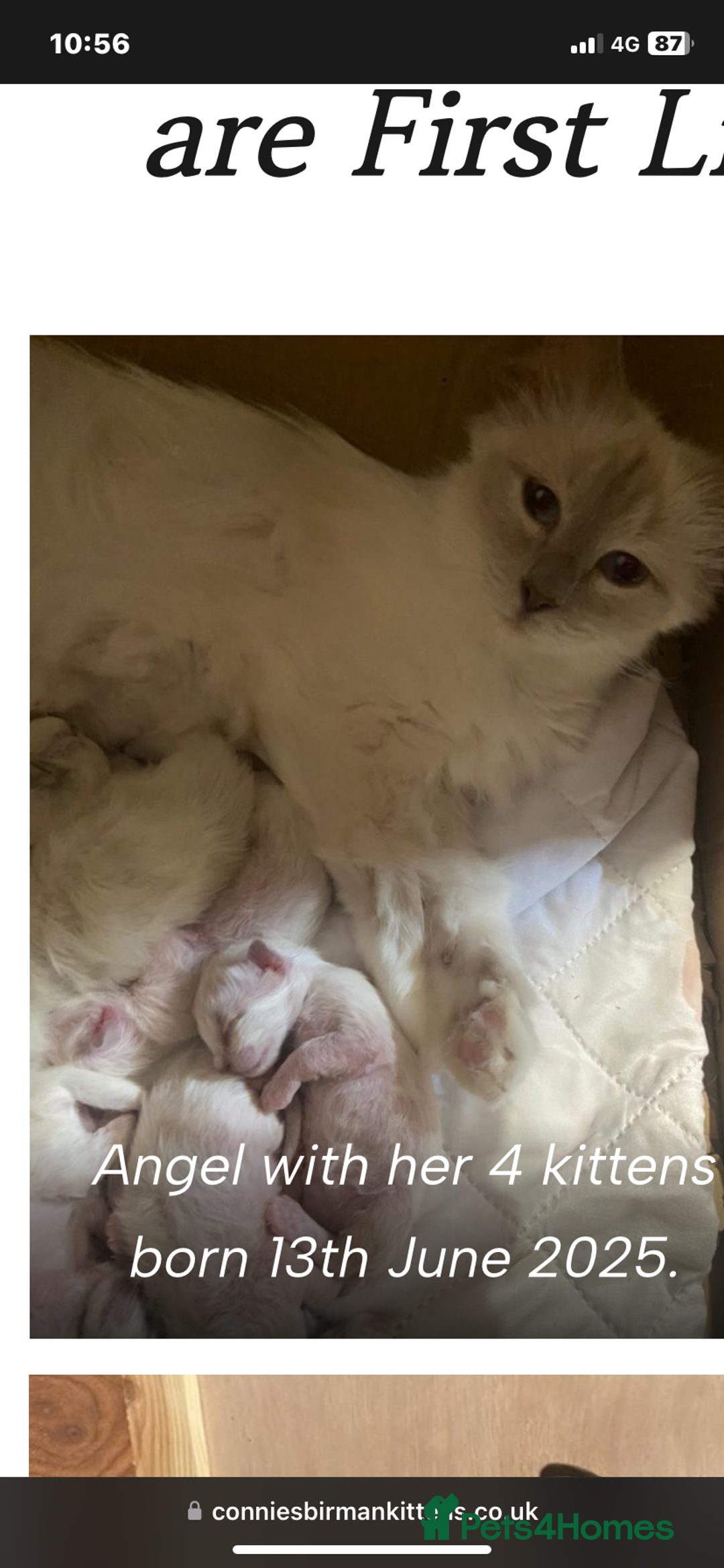Birman cats for sale: BIRMAN KITTENS  - Image 5