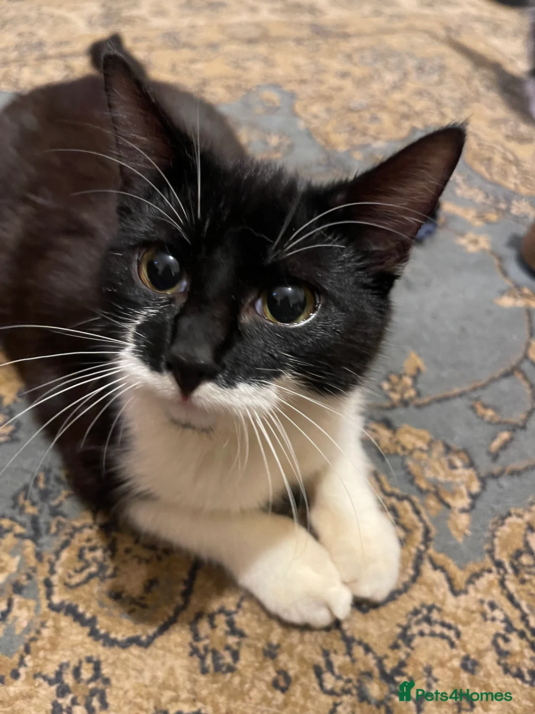 Mixed Breed cats for sale: Kittens looking for home  - Advert 10