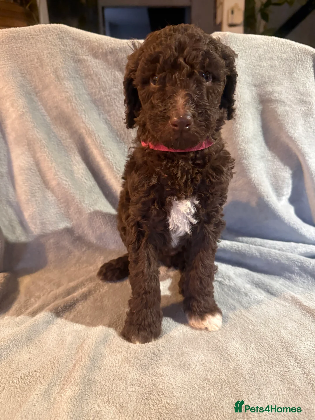 Standard Poodle dogs for sale: Standard poodle puppies  - Advert 19