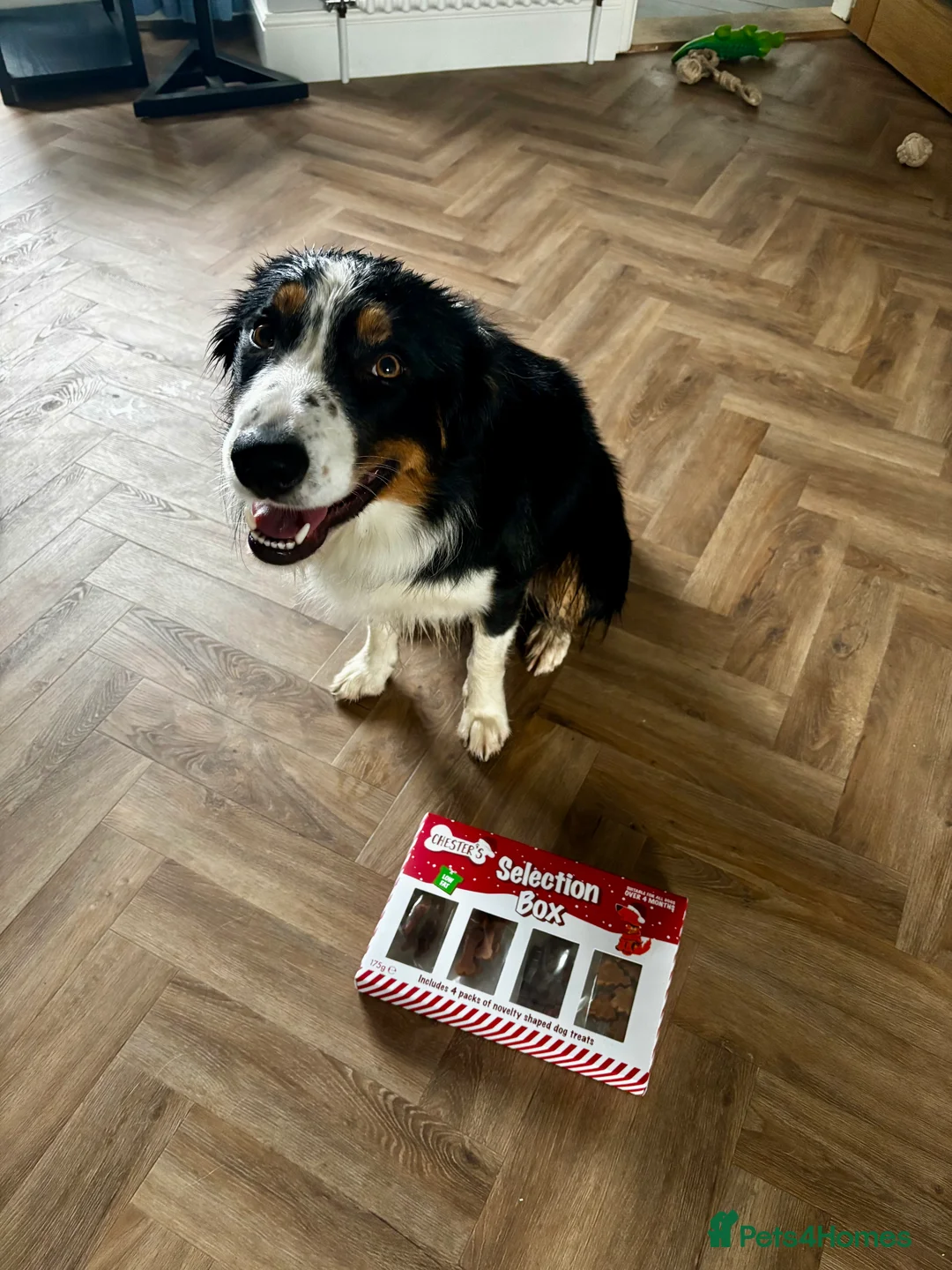 Border Collie dogs for sale: Border Collie - Just Under 2 - Advert 2