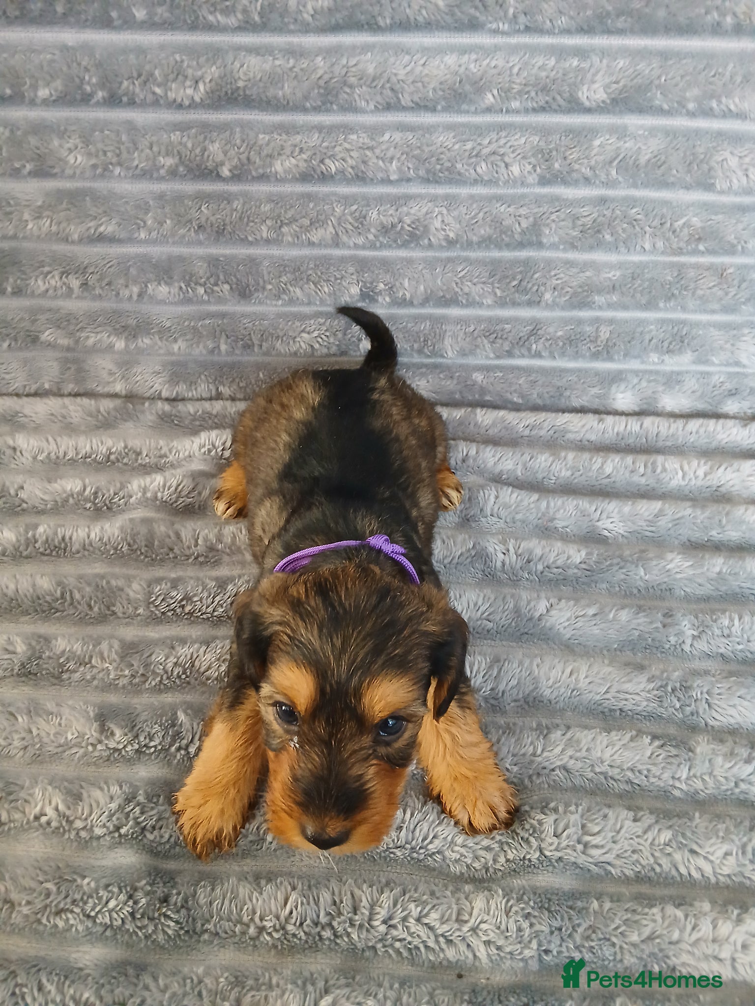 Mixed Breed dogs for sale: 8 dachshund x jack Russel puppies  in Henfield - Advert 7