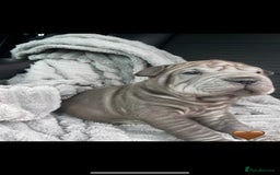 Shar Pei dogs for sale: Shar Pei Puppies  - Image 13