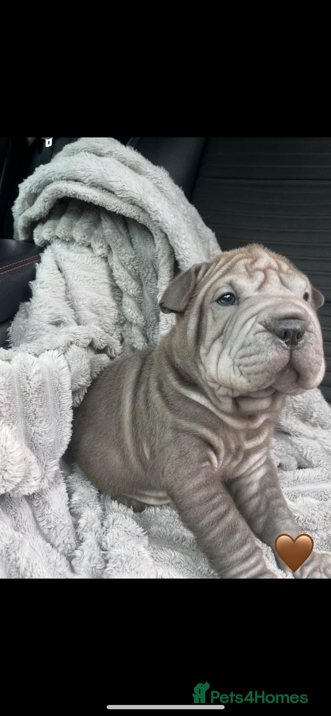 Shar Pei dogs for sale: Shar Pei Puppies  - Image 13