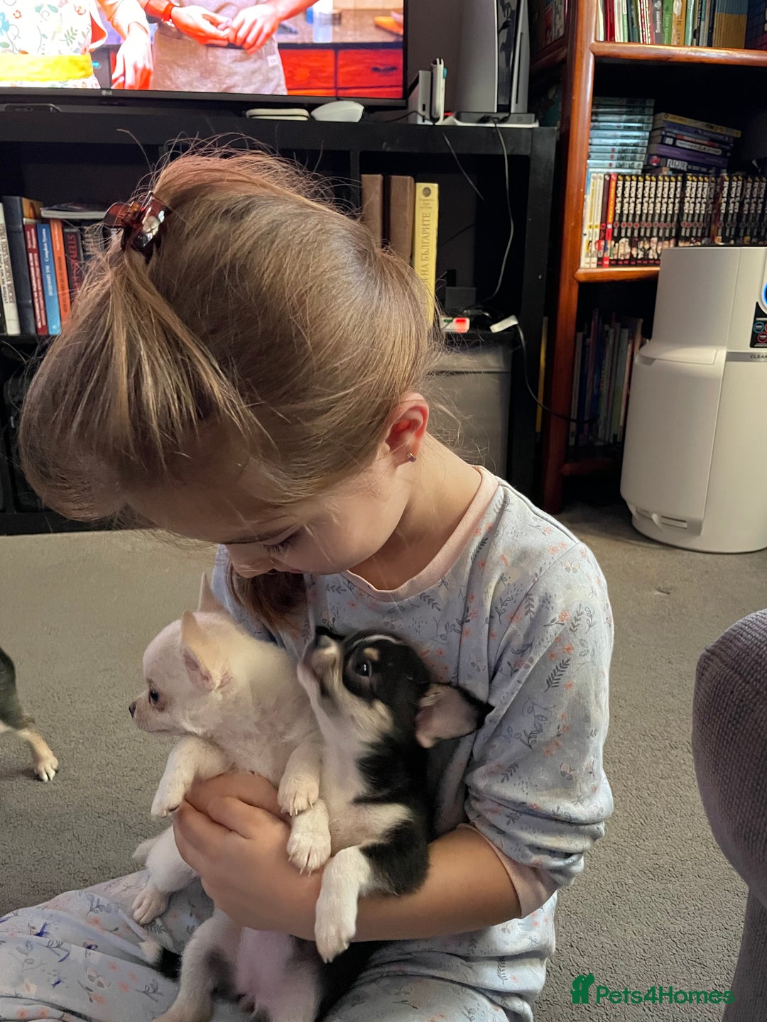 Chihuahua dogs for sale: Beautiful Longhaired Chihuahua Puppies  - Advert 4