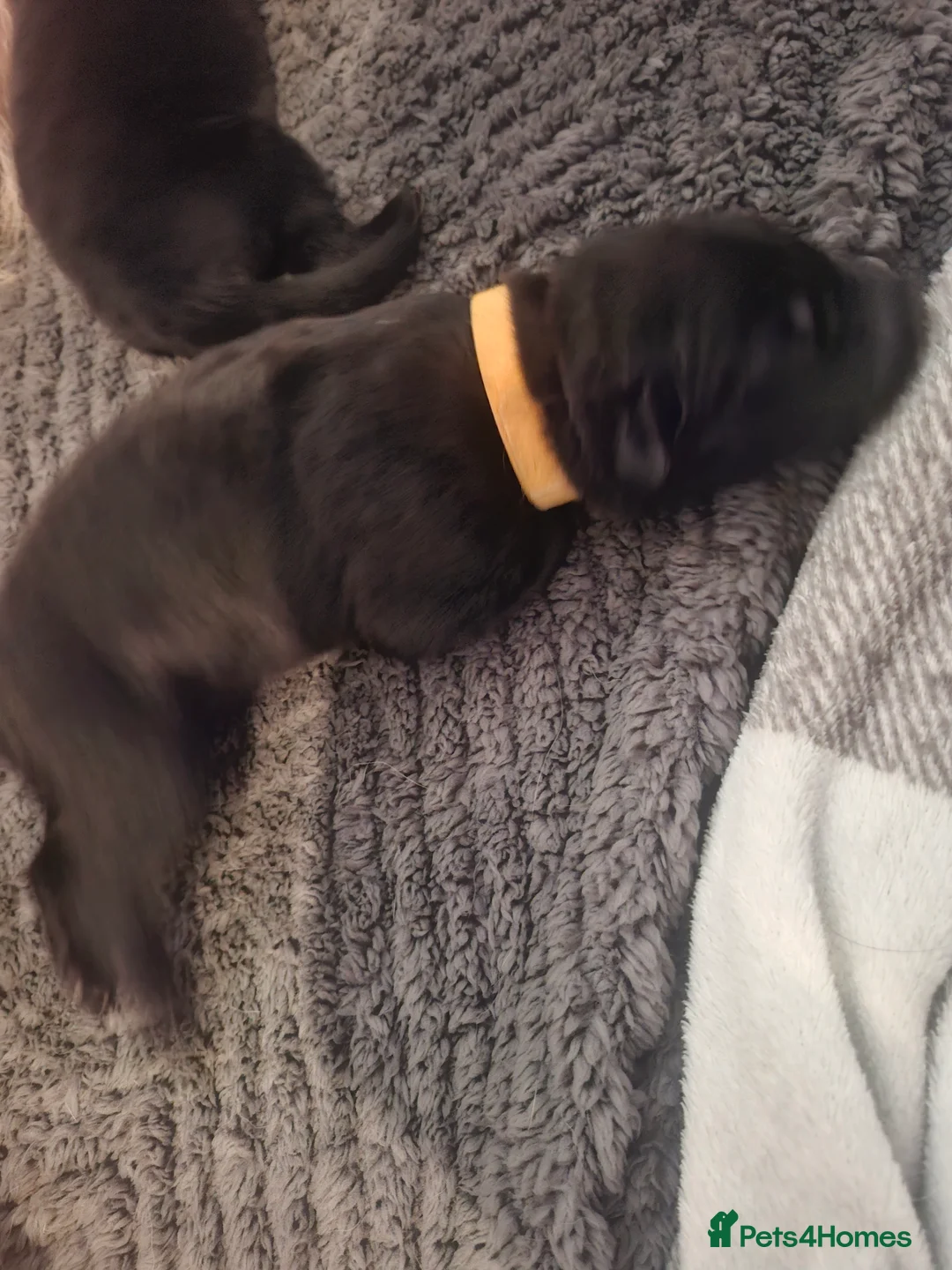 Sheprador dogs for sale: Shepador puppies for sale!  - Advert 2