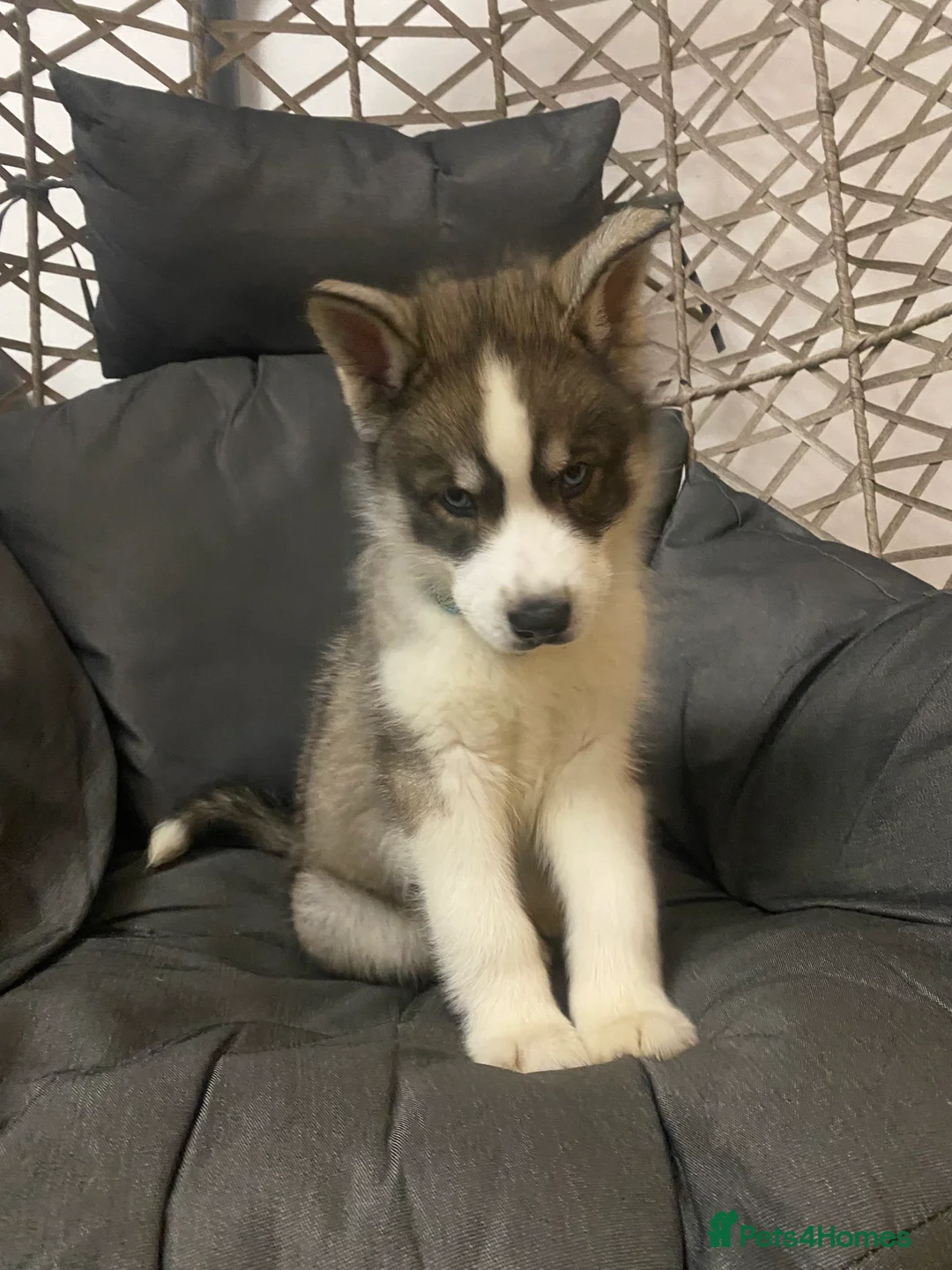 Siberian Husky dogs for sale: Magnificent Siberian Husky Puppies  - Advert 2