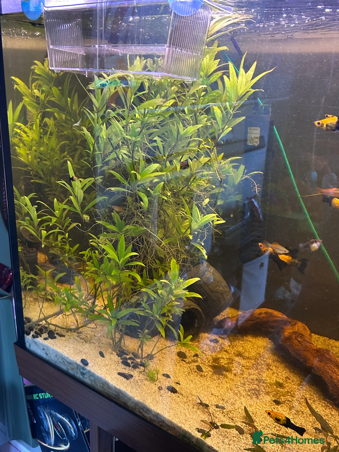 Bettas fish for sale: Tropical fish bundle  - Advert 4