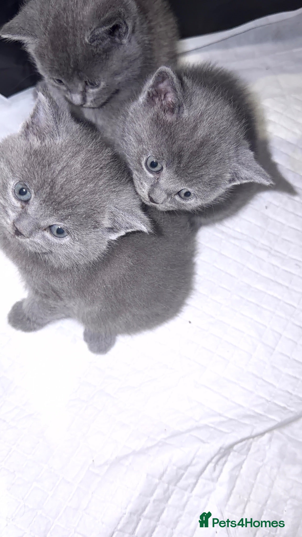 British Shorthair cats Adorable Blue British Shorthair Kittens - Advert 1