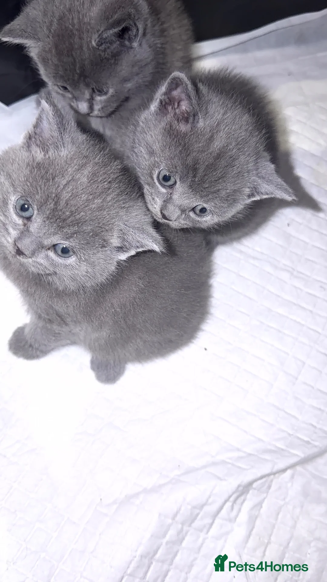 British Shorthair cats for sale: Adorable Blue British Shorthair Kittens in London - Advert 1