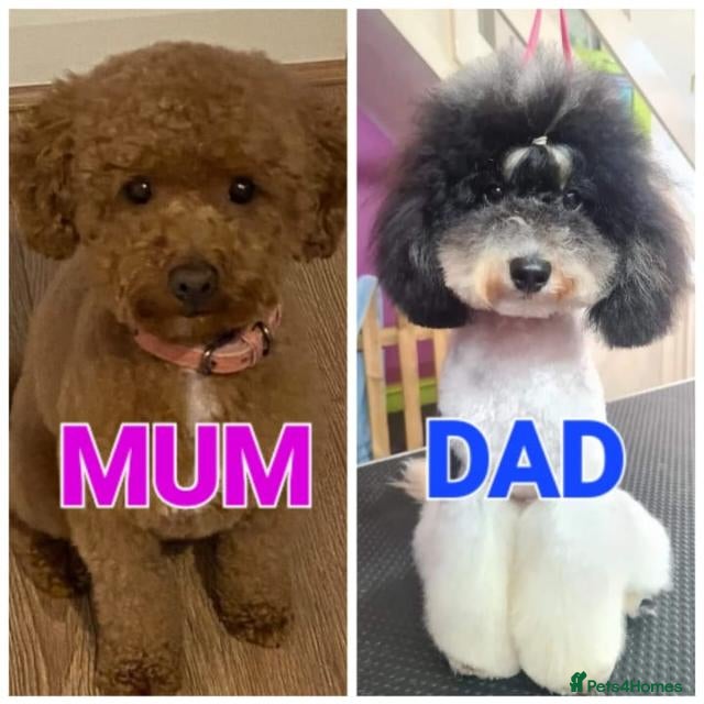 Poochon dogs Toy Poochon looking for their forever homes  - Advert 2