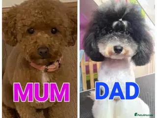 Poochon dogs Toy Poochon looking for their forever homes - Advert 2