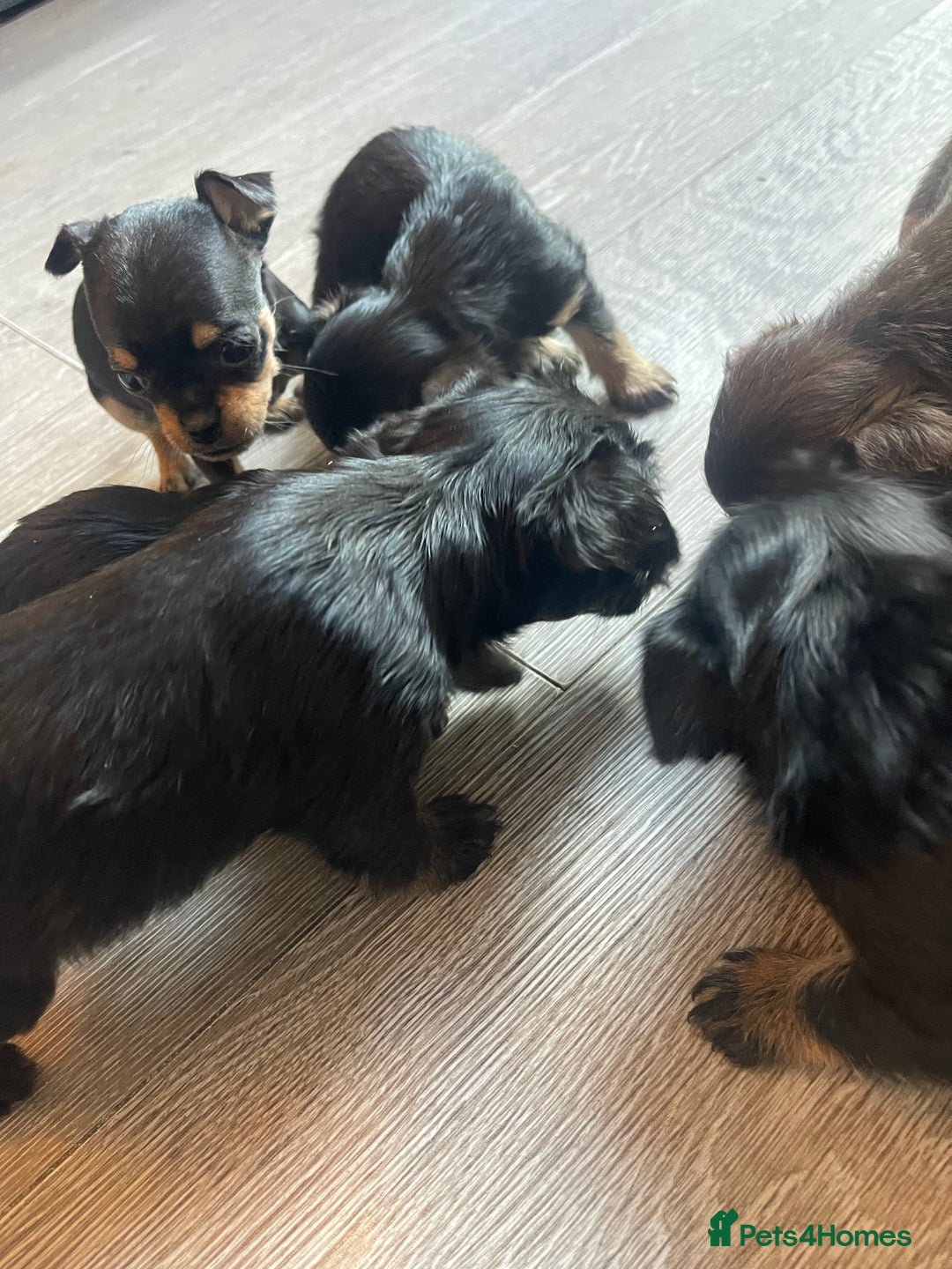 Mixed Breed dogs for sale: Jackapoo/French bulldog  - Advert 33