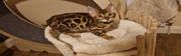 Bengal cats for sale: Beutifull kittens❤️ - Advert 16