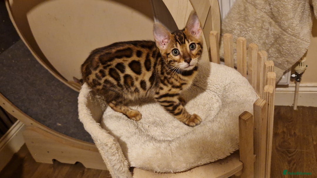 Bengal cats for sale: Beutifull kittens❤️ - Advert 16