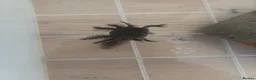 Axolotl reptiles for sale: *** 3 LEFT! *** Baby axolotl for sale  - Advert 4
