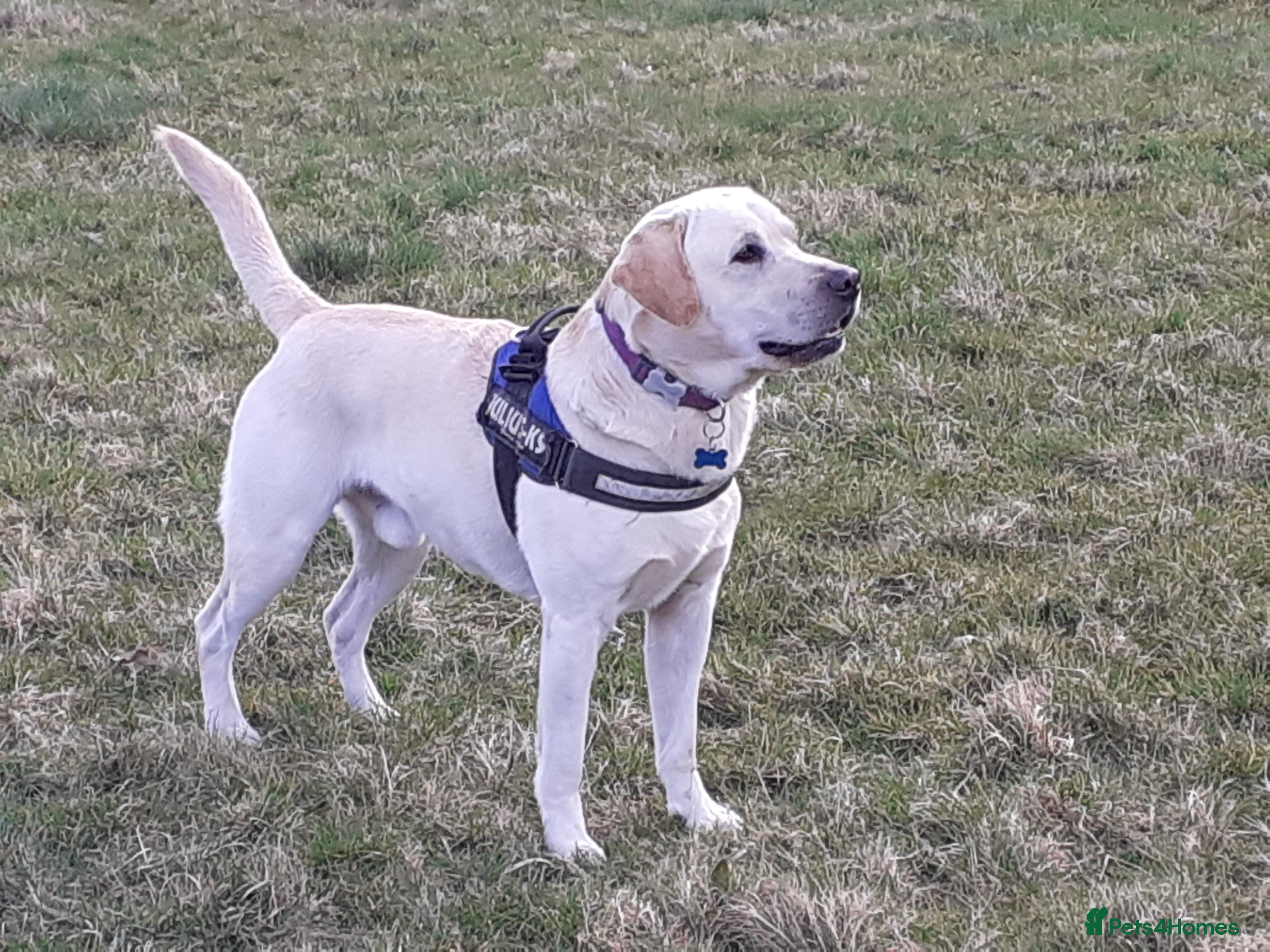 Labrador Retriever dogs Purple Genie (Duke)  Well proven stud in West Bromwich - Advert 4