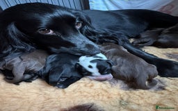 Cocker Spaniel dogs for sale: cocker spaniels for sale - Image 4