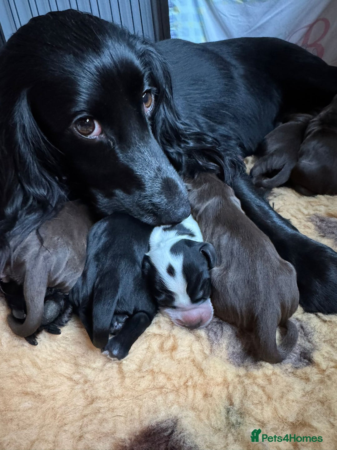 Cocker Spaniel dogs for sale: cocker spaniels for sale - Image 4