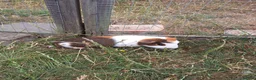 Guinea Pig rodents for sale: 3 Males only left guinea pigs for sale  - Advert 2