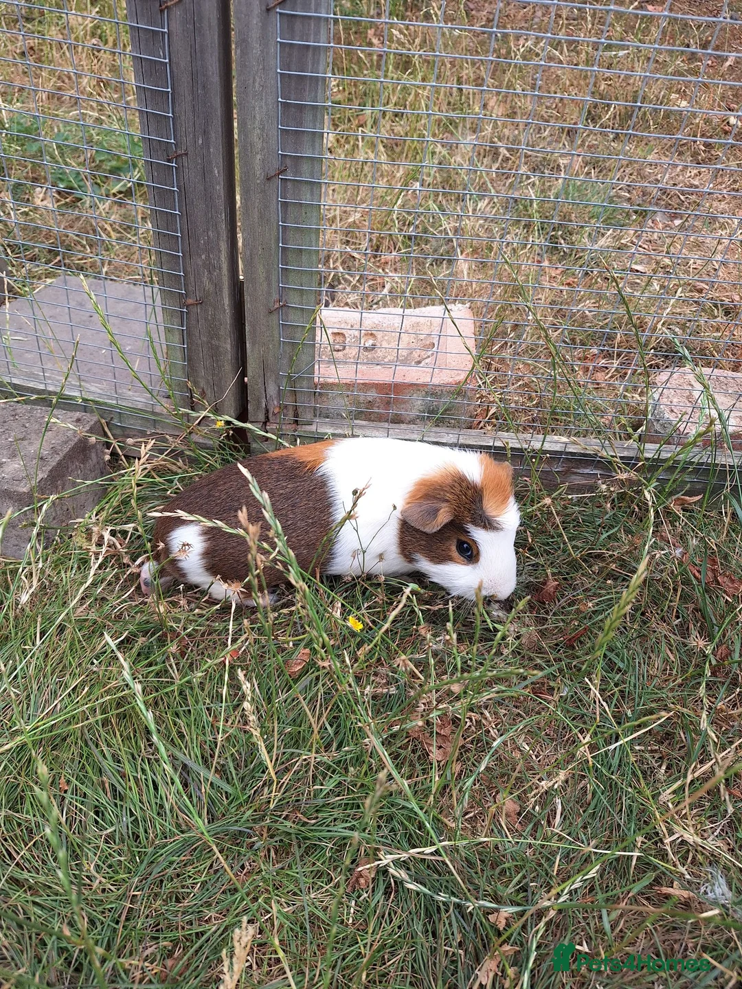 Guinea Pig rodents for sale: 3 Males only left guinea pigs for sale  - Advert 2