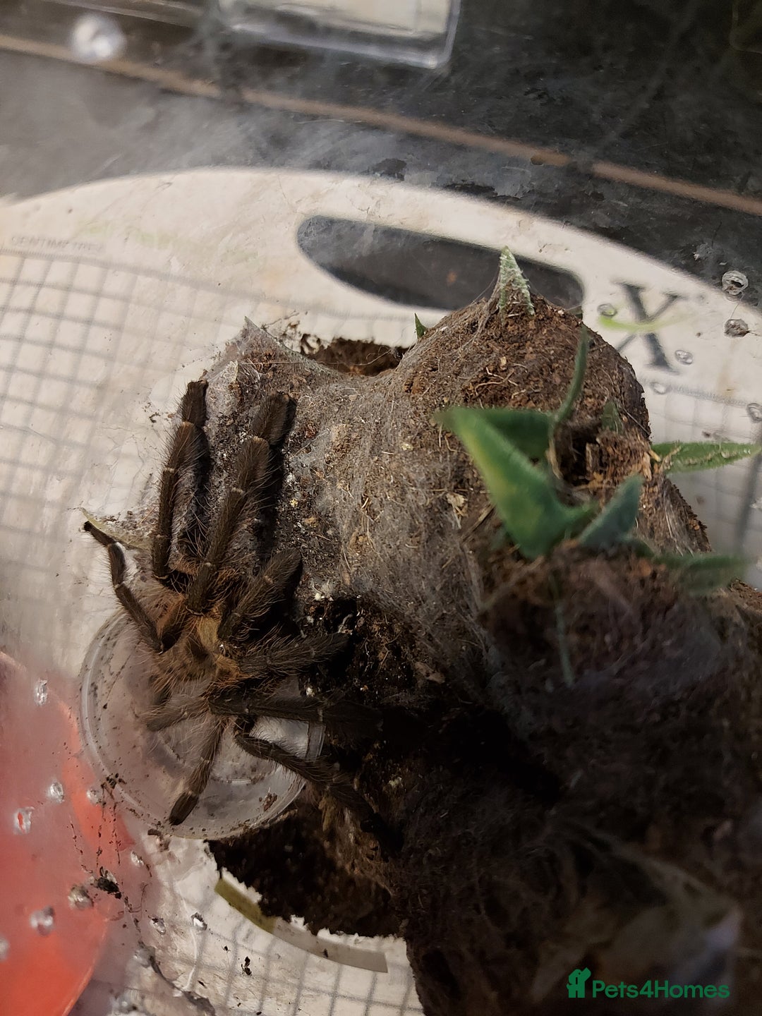 Tarantulas invertebrates for sale: Rehoming Collection of 17 Tarantulas, 1 Scorpion - Image 15